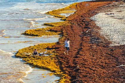 Las Autopistas Del Sargazo En El Caribe Mexicano Ecologica