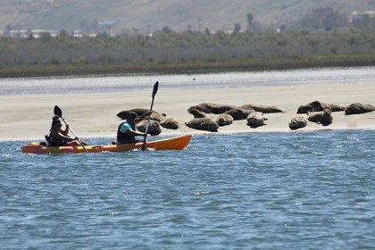 p1b44ngeo9cr63301fa2181hnr49.JPG