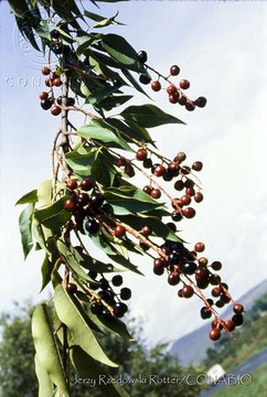 Capulín Prunus serotina ssp. capuli.jpg