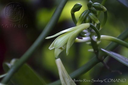 La flor de la vainilla Vanilla planifolia.jpg