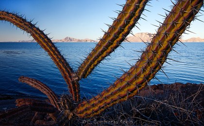 Cactus-e-islas.jpg