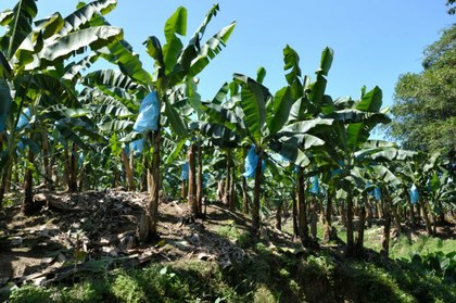 full-banana-plantation-limon-costa-rica.jpg