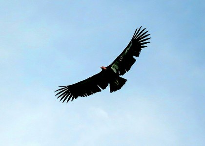 Condor de California.jpg