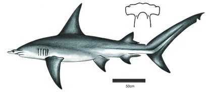 Cornuda gigante S mokarran.jpg