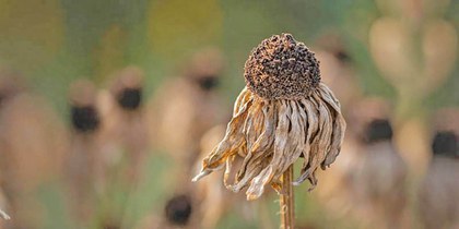 sequia-girasol.jpg