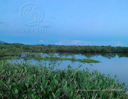 TE001 0262 Hábitat de Crocodylus acutus.jpg.lCfypuXoMb37i4FjQA3g0JtbmFja29CbnFuZ3NAbXJ6LGtwZwA.4bircVkHHX.jpg