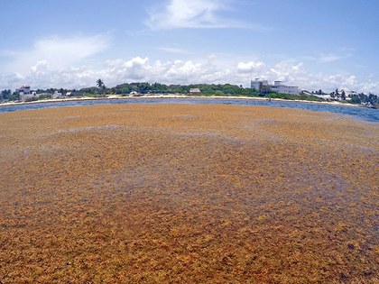 Rosellon 2.JPG