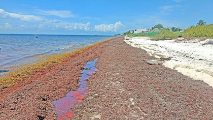 Rosellon 3.jpg