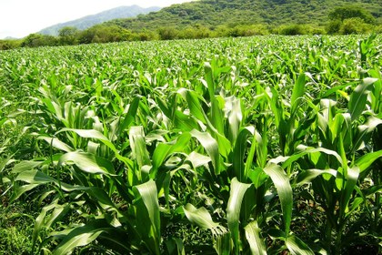 Wikimedia Commons.jpg